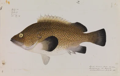 Wirra oriental, Acanthistius ocellatus